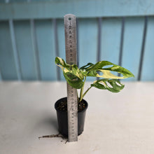 Load image into Gallery viewer, #R68 Variegated Monstera Adansonii