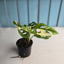 Load image into Gallery viewer, #R68 Variegated Monstera Adansonii