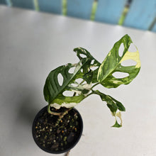 Load image into Gallery viewer, #R68 Variegated Monstera Adansonii