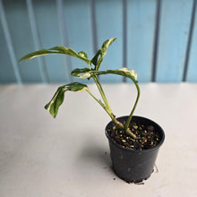 Load image into Gallery viewer, #R68 Variegated Monstera Adansonii