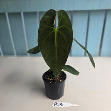 Load image into Gallery viewer, #RD6 Flowering Anthurium NOID