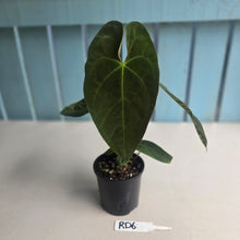 Load image into Gallery viewer, #RD6 Flowering Anthurium NOID