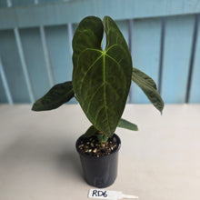 Load image into Gallery viewer, #RD6 Flowering Anthurium NOID