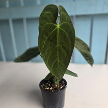 Load image into Gallery viewer, #RD6 Flowering Anthurium NOID