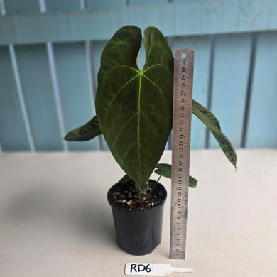 #RD6 Flowering Anthurium NOID