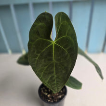 Load image into Gallery viewer, #RD6 Flowering Anthurium NOID