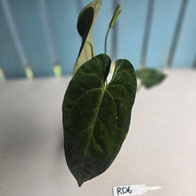 Load image into Gallery viewer, #RD6 Flowering Anthurium NOID