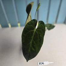 Load image into Gallery viewer, #RD6 Flowering Anthurium NOID