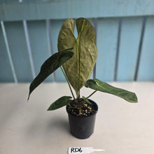 Load image into Gallery viewer, #RD6 Flowering Anthurium NOID