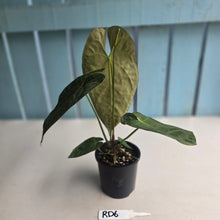 Load image into Gallery viewer, #RD6 Flowering Anthurium NOID