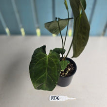 Load image into Gallery viewer, #RD6 Flowering Anthurium NOID