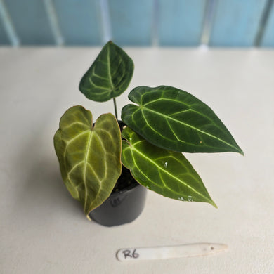 #R6 Three x Headed Anthurium Crystallinum x Forgetii