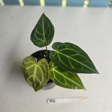 Load image into Gallery viewer, #R6 Three x Headed Anthurium Crystallinum x Forgetii