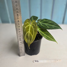 Load image into Gallery viewer, #R6 Three x Headed Anthurium Crystallinum x Forgetii