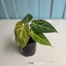 Load image into Gallery viewer, #R6 Three x Headed Anthurium Crystallinum x Forgetii