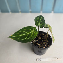 Load image into Gallery viewer, #R6 Three x Headed Anthurium Crystallinum x Forgetii