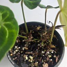 Load image into Gallery viewer, #R6 Three x Headed Anthurium Crystallinum x Forgetii