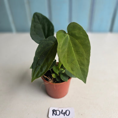 #RD40 Three x Bullate Anthurium NOID Seedlings