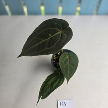 Load image into Gallery viewer, #R31 Dark Anthurium NOID