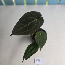 Load image into Gallery viewer, #R31 Dark Anthurium NOID