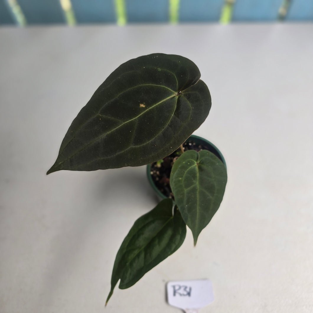 #R31 Dark Anthurium NOID
