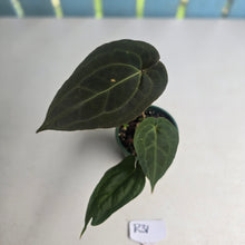 Load image into Gallery viewer, #R31 Dark Anthurium NOID