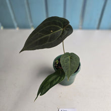 Load image into Gallery viewer, #R31 Dark Anthurium NOID