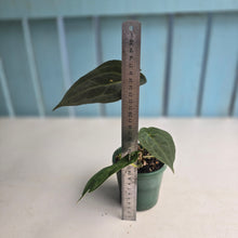 Load image into Gallery viewer, #R31 Dark Anthurium NOID