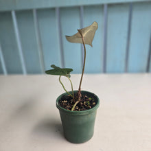 Load image into Gallery viewer, #R31 Dark Anthurium NOID