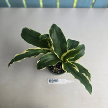 Load image into Gallery viewer, #RD50 Variegated Kaempferia Gilbertii