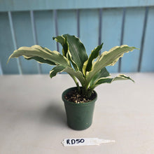 Load image into Gallery viewer, #RD50 Variegated Kaempferia Gilbertii
