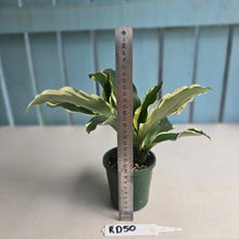 Load image into Gallery viewer, #RD50 Variegated Kaempferia Gilbertii