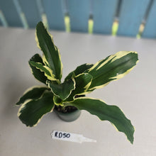 Load image into Gallery viewer, #RD50 Variegated Kaempferia Gilbertii