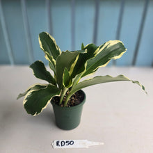 Load image into Gallery viewer, #RD50 Variegated Kaempferia Gilbertii