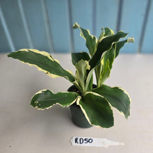 Load image into Gallery viewer, #RD50 Variegated Kaempferia Gilbertii