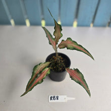 Load image into Gallery viewer, #RB8 Funky Caladium