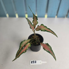 Load image into Gallery viewer, #RB8 Funky Caladium