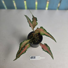 Load image into Gallery viewer, #RB8 Funky Caladium