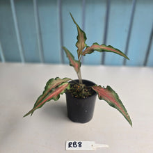 Load image into Gallery viewer, #RB8 Funky Caladium
