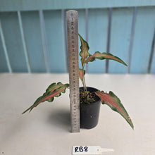 Load image into Gallery viewer, #RB8 Funky Caladium