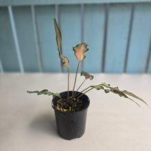 Load image into Gallery viewer, #RB8 Funky Caladium