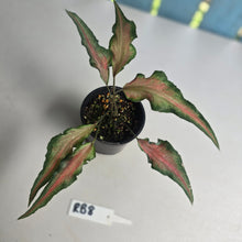 Load image into Gallery viewer, #RB8 Funky Caladium