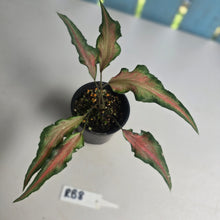 Load image into Gallery viewer, #RB8 Funky Caladium