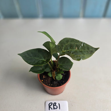 #RB1 Three x Dark Anthurium NOID Seedlings