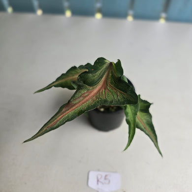 #R5 Funky Caladium