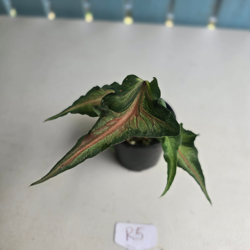 #R5 Funky Caladium