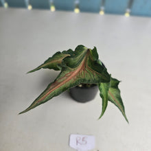 Load image into Gallery viewer, #R5 Funky Caladium