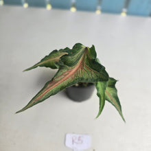 Load image into Gallery viewer, #R5 Funky Caladium