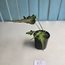 Load image into Gallery viewer, #R5 Funky Caladium