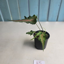 Load image into Gallery viewer, #R5 Funky Caladium